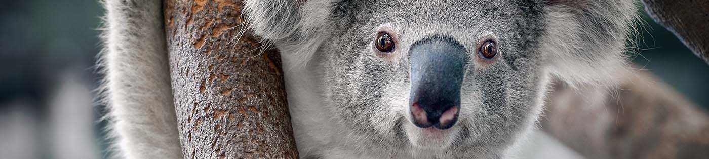 Australia_Koala_HEader_Image.jpg